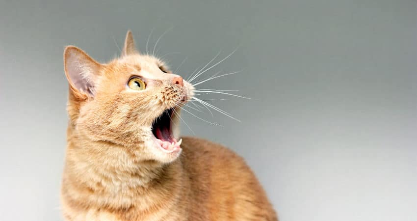 ¿Adiós a la alergia a los gatos? La ciencia podría encontrar una solución.